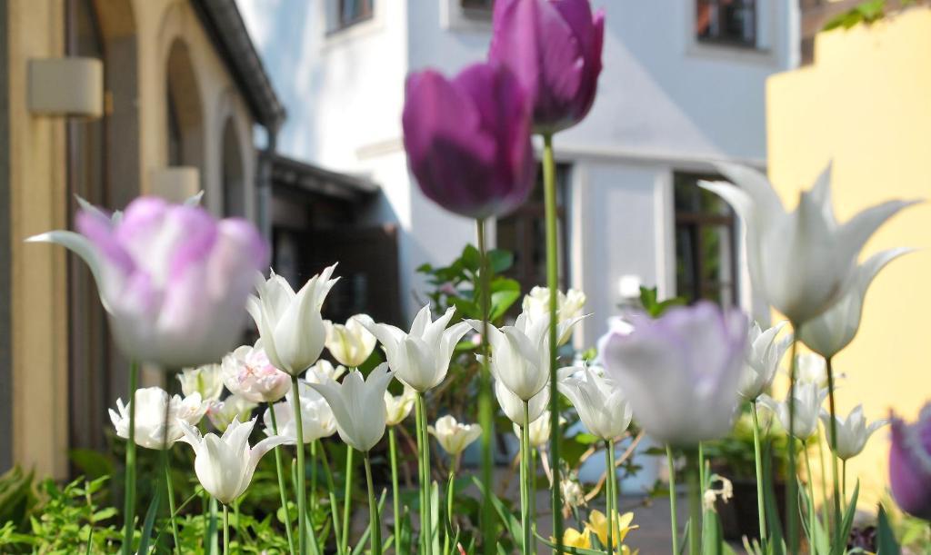 Faehrhaus Meissen B&B Exterior foto